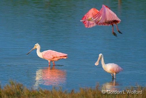 Roseate Spoonbills_36681.jpg - Roseate Spoonbills (Ajaia ajaja) photographed along the Gulf coast at the Magic Ridge Bird Sanctuary near Port Lavaca, Texas, USA. 